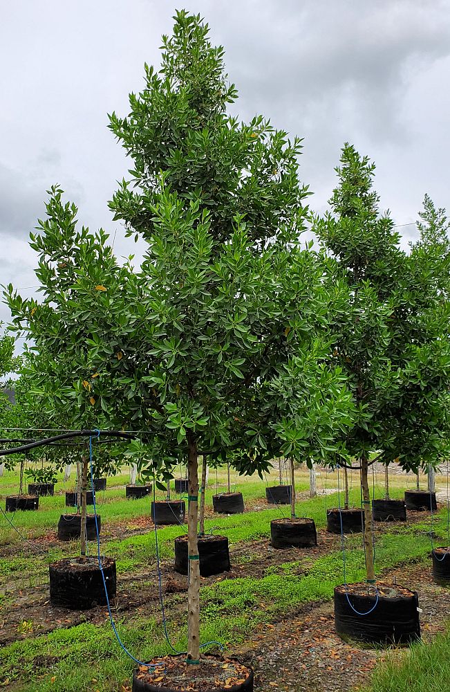 conocarpus-erectus-green-buttonwood