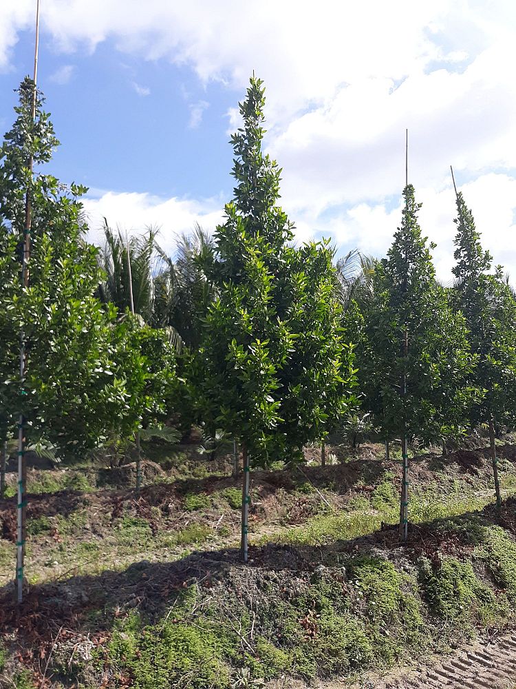 conocarpus-erectus-green-buttonwood