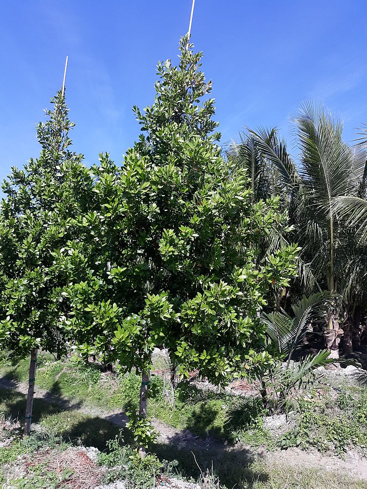 conocarpus-erectus-green-buttonwood