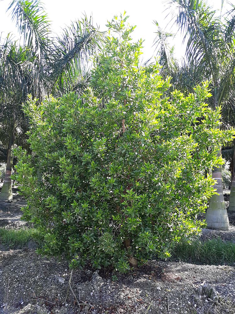 conocarpus-erectus-green-buttonwood