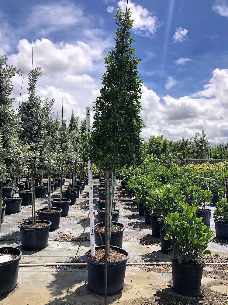 conocarpus-erectus-green-buttonwood