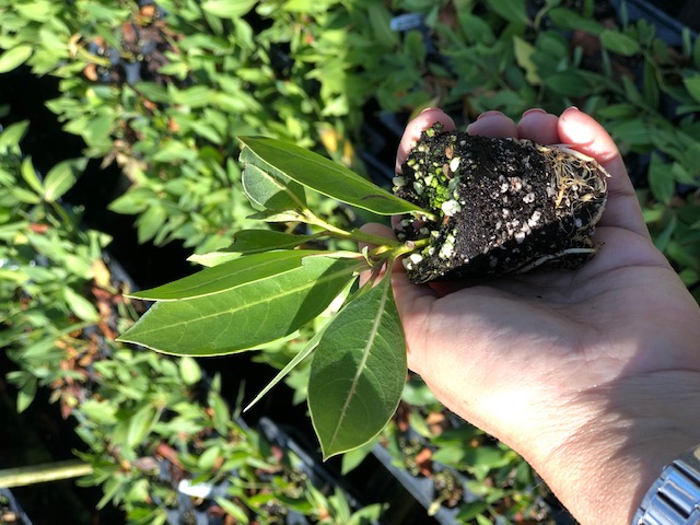 conocarpus-erectus-green-buttonwood