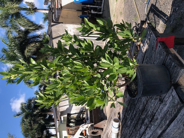 conocarpus-erectus-green-buttonwood