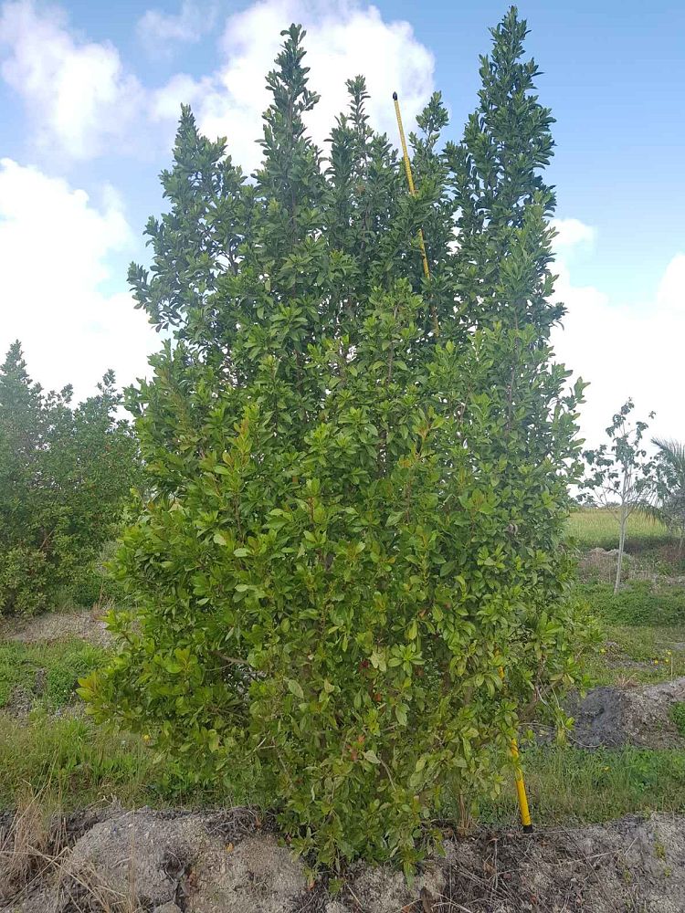 conocarpus-erectus-green-buttonwood