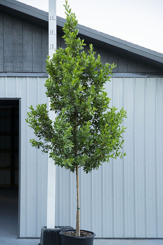 conocarpus-erectus-green-buttonwood