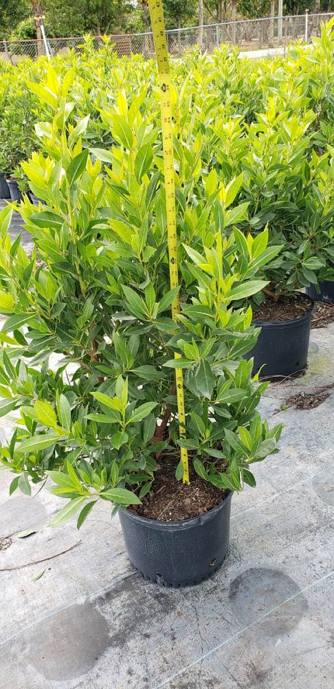 conocarpus-erectus-green-buttonwood