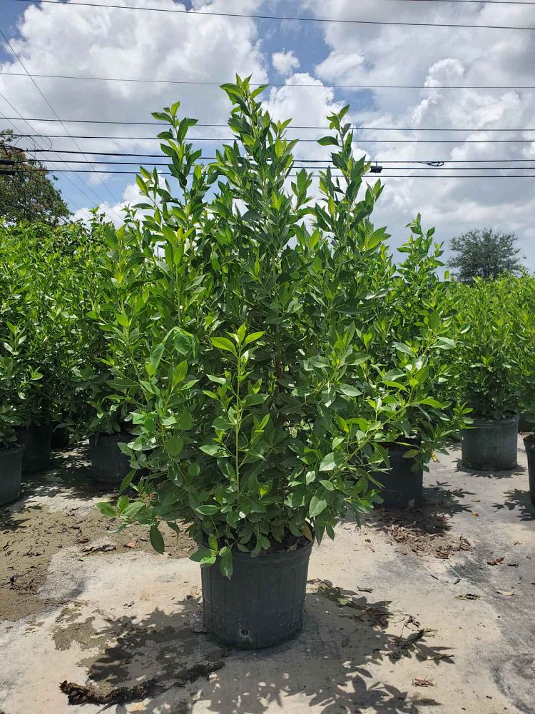 conocarpus-erectus-green-buttonwood