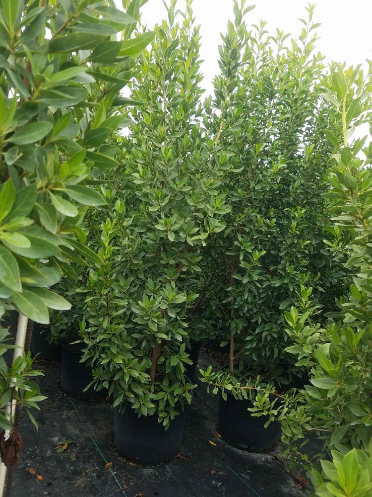 conocarpus-erectus-green-buttonwood