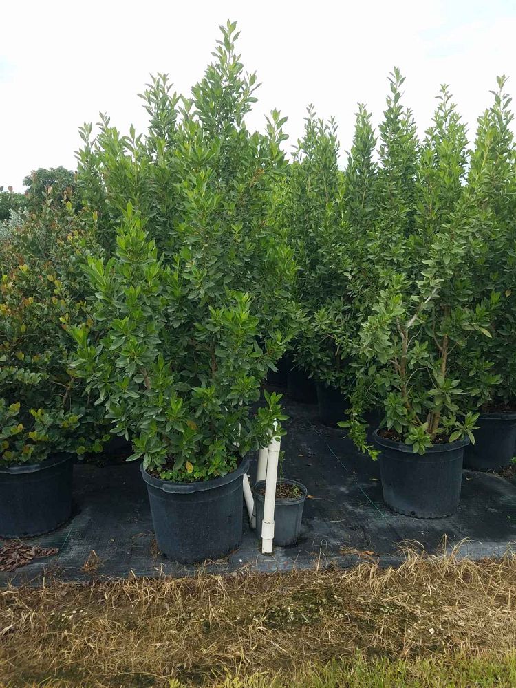 conocarpus-erectus-green-buttonwood