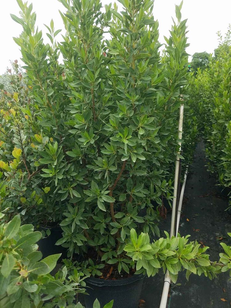 conocarpus-erectus-green-buttonwood