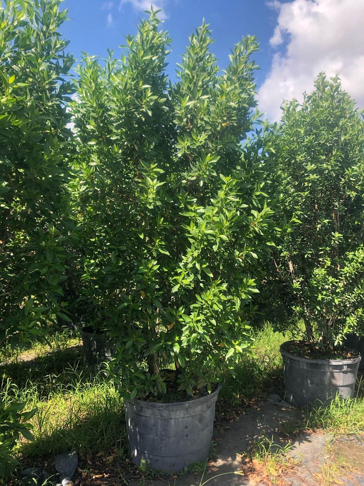 conocarpus-erectus-green-buttonwood