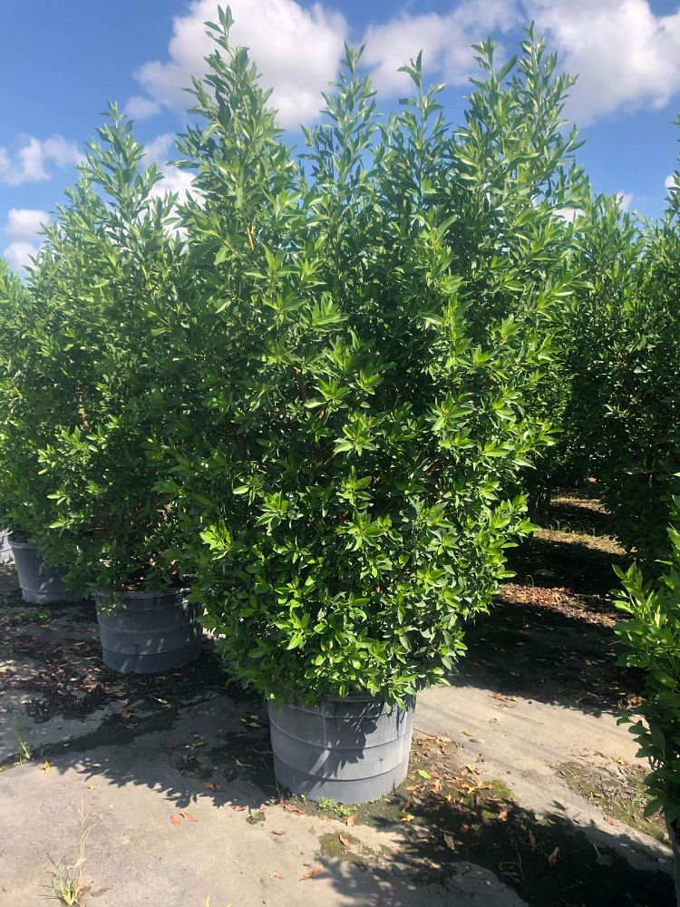 conocarpus-erectus-green-buttonwood