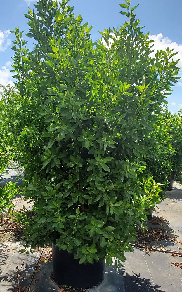 conocarpus-erectus-green-buttonwood