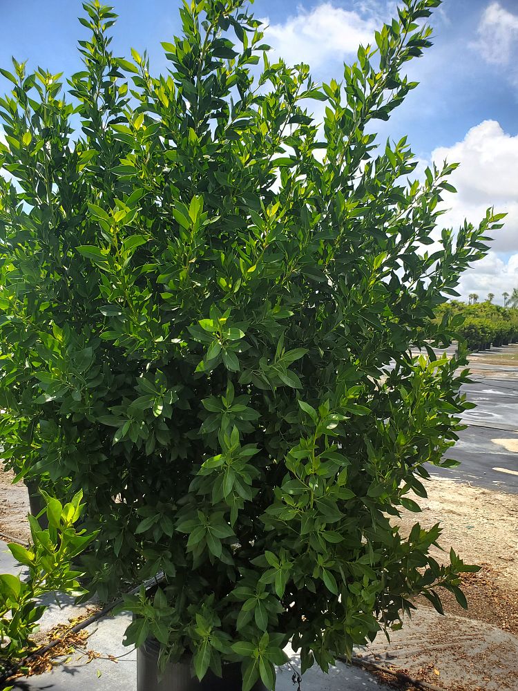 conocarpus-erectus-green-buttonwood