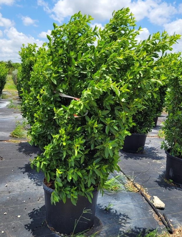 conocarpus-erectus-green-buttonwood