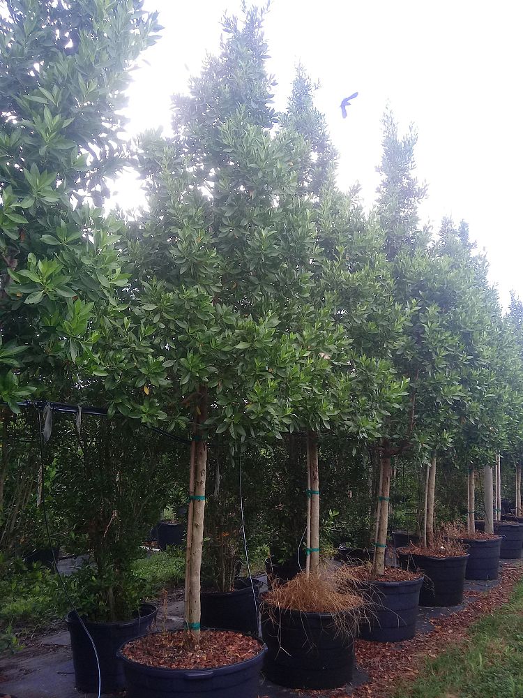 conocarpus-erectus-green-buttonwood