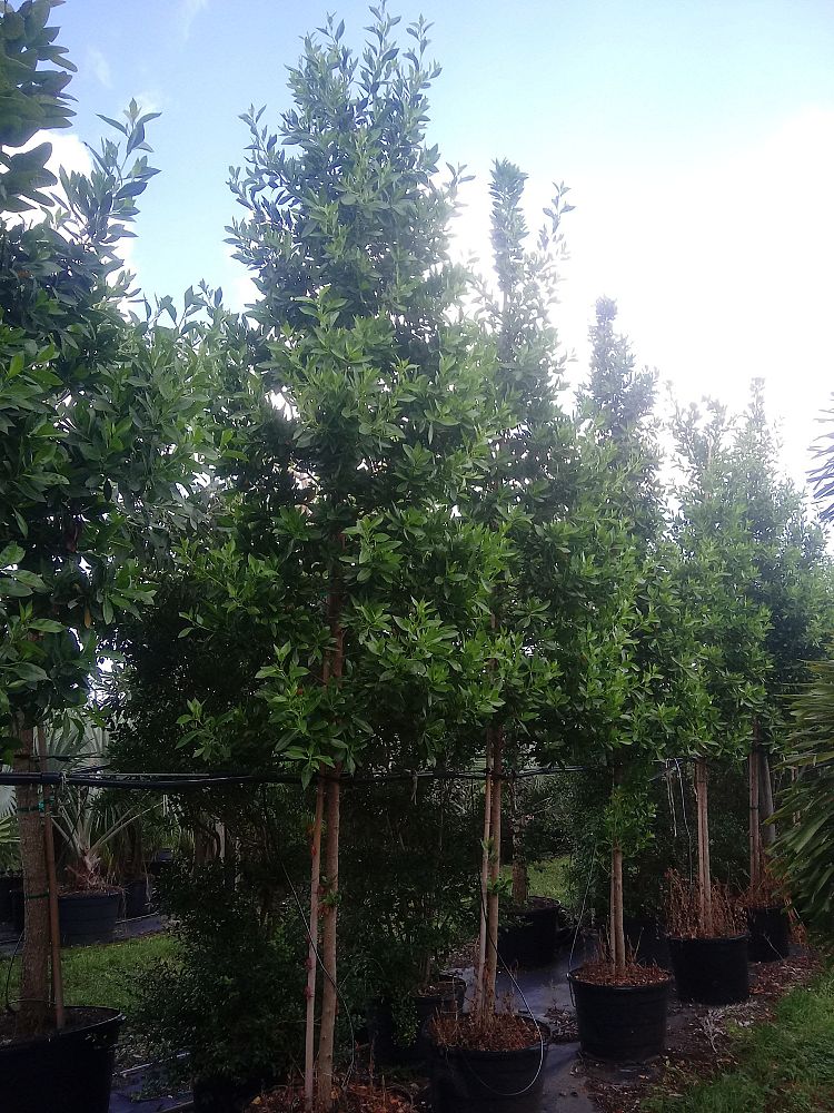 conocarpus-erectus-green-buttonwood
