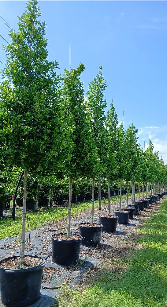 conocarpus-erectus-green-buttonwood