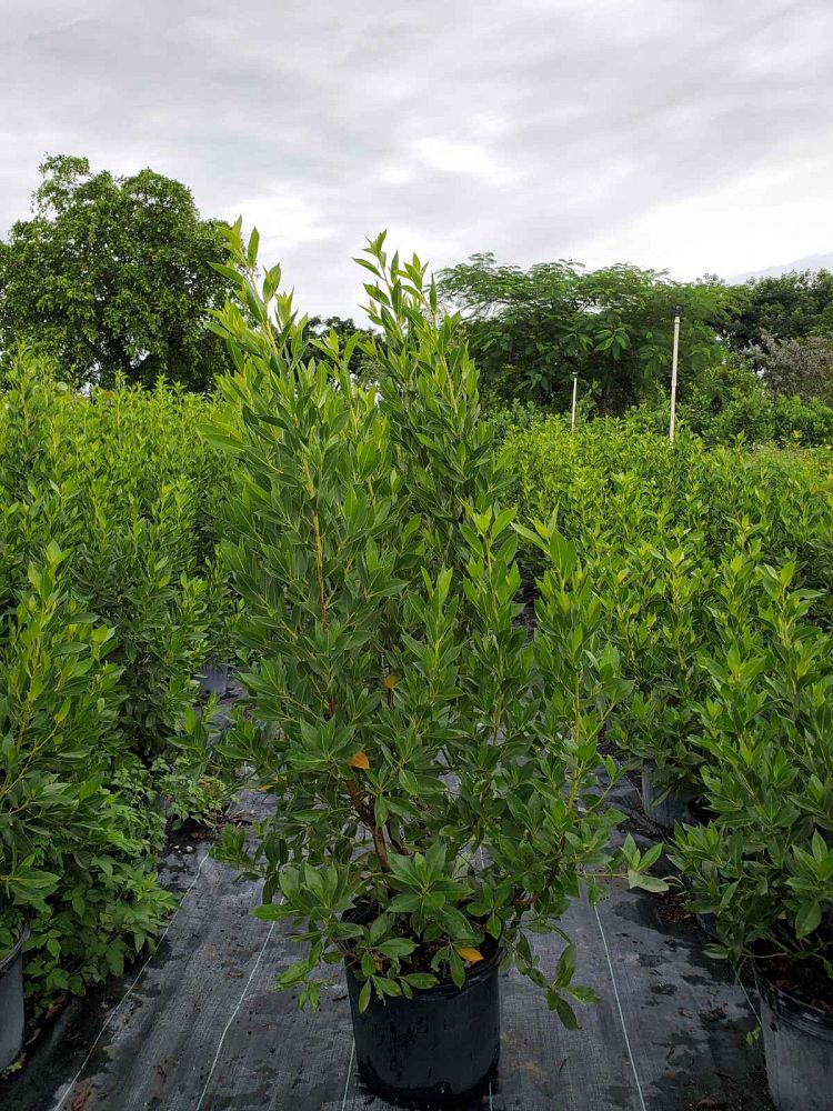conocarpus-erectus-green-buttonwood