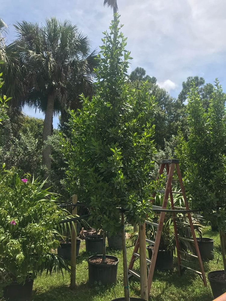 conocarpus-erectus-green-buttonwood