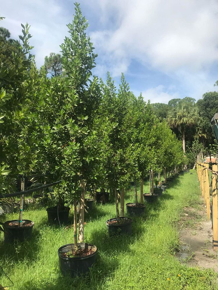 conocarpus-erectus-green-buttonwood