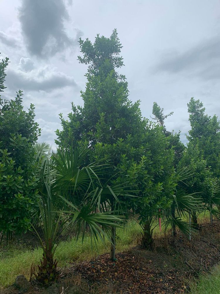 conocarpus-erectus-green-buttonwood
