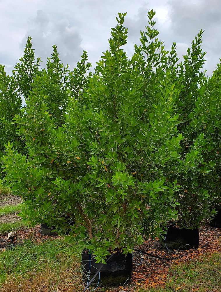 conocarpus-erectus-green-buttonwood