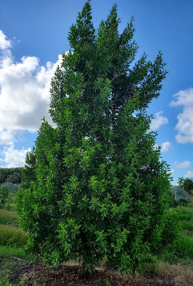 conocarpus-erectus-green-buttonwood