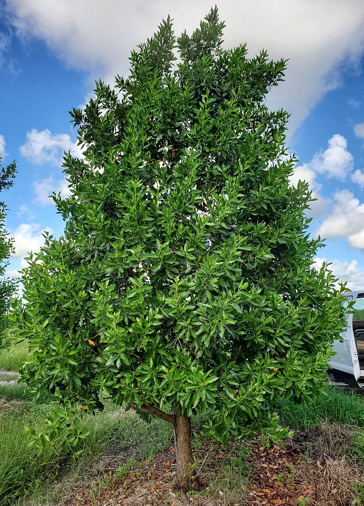 conocarpus-erectus-green-buttonwood