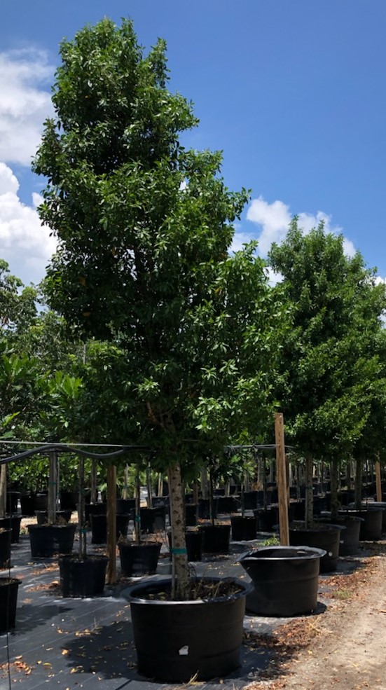 conocarpus-erectus-green-buttonwood