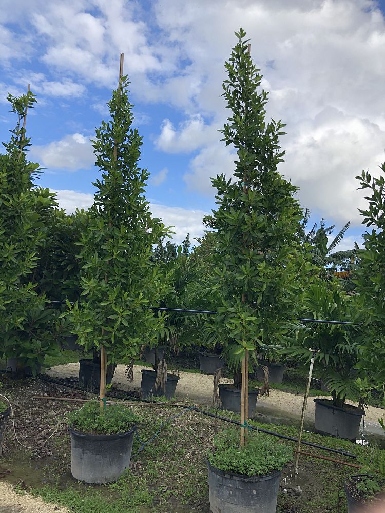 conocarpus-erectus-green-buttonwood
