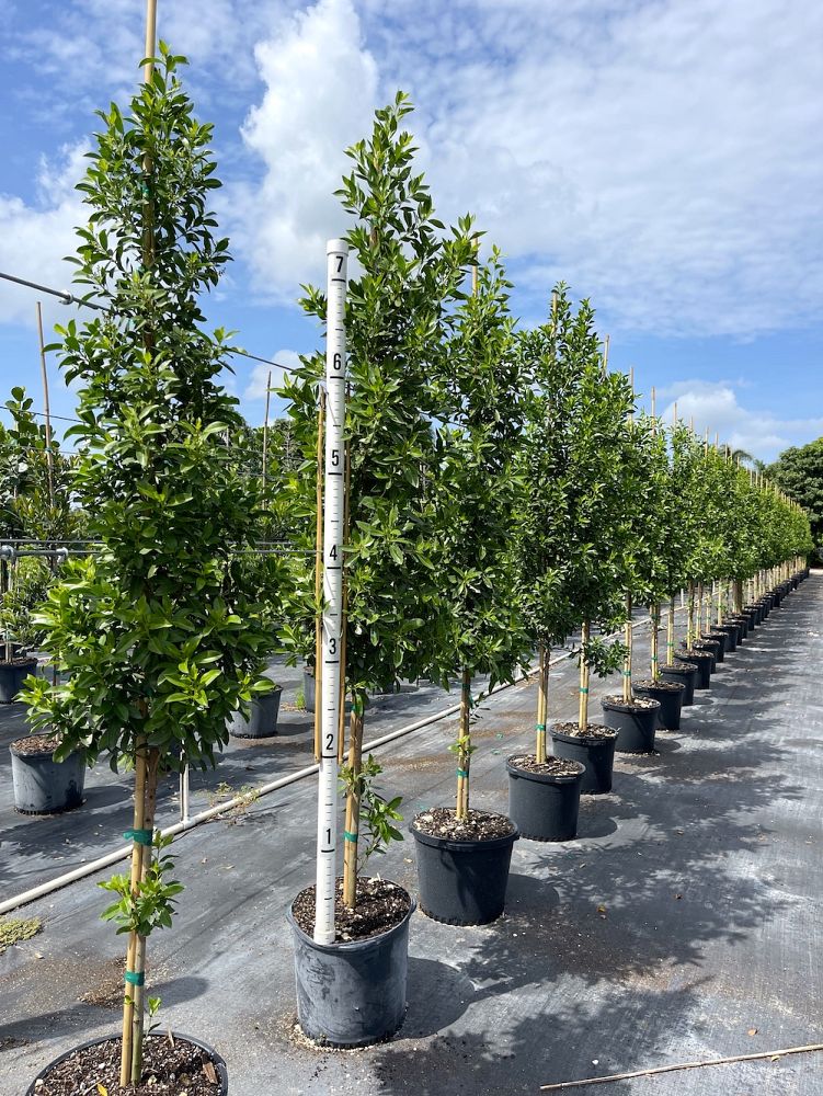 conocarpus-erectus-green-buttonwood