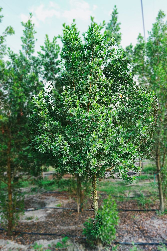 conocarpus-erectus-green-buttonwood