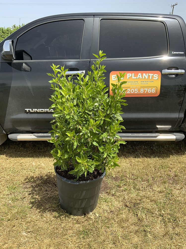 conocarpus-erectus-green-buttonwood