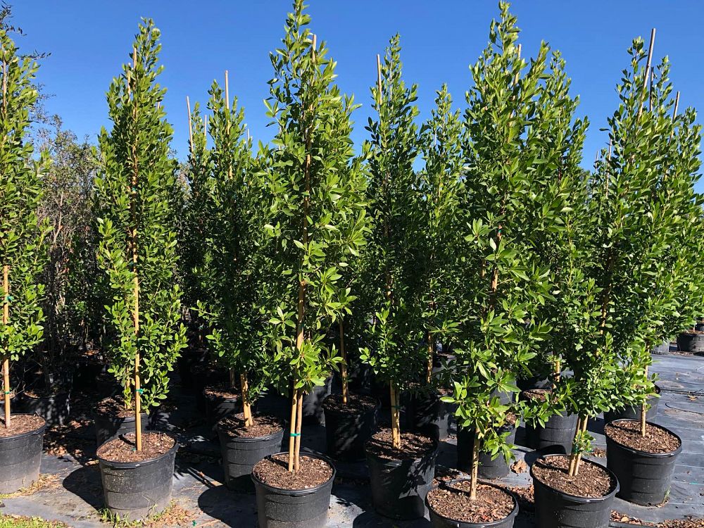conocarpus-erectus-green-buttonwood