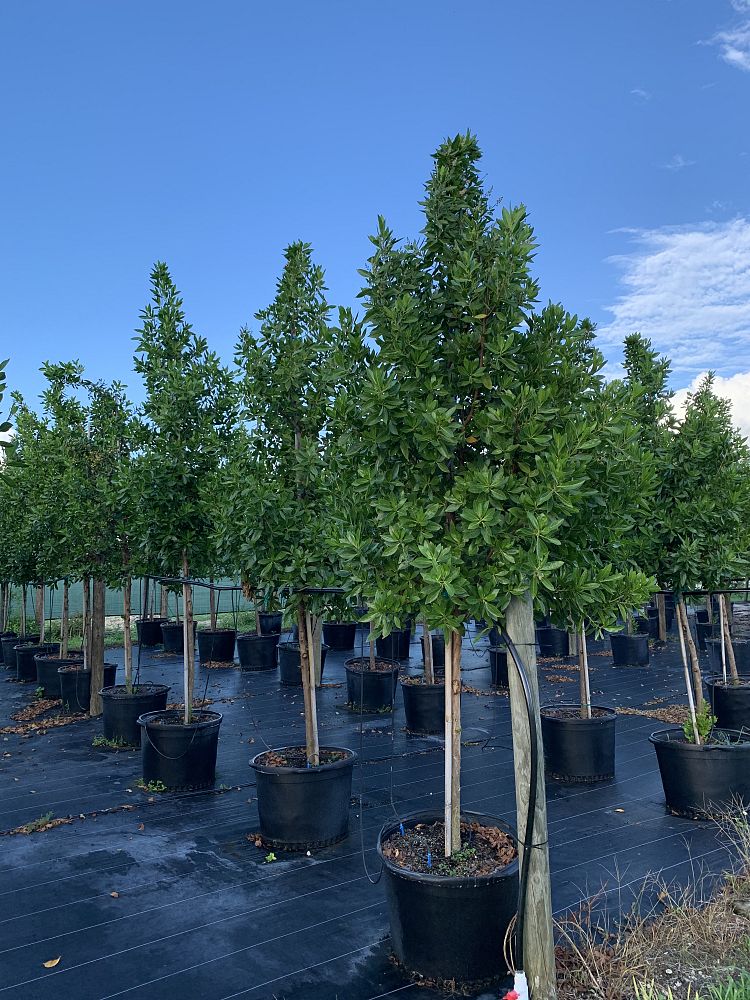 conocarpus-erectus-green-buttonwood