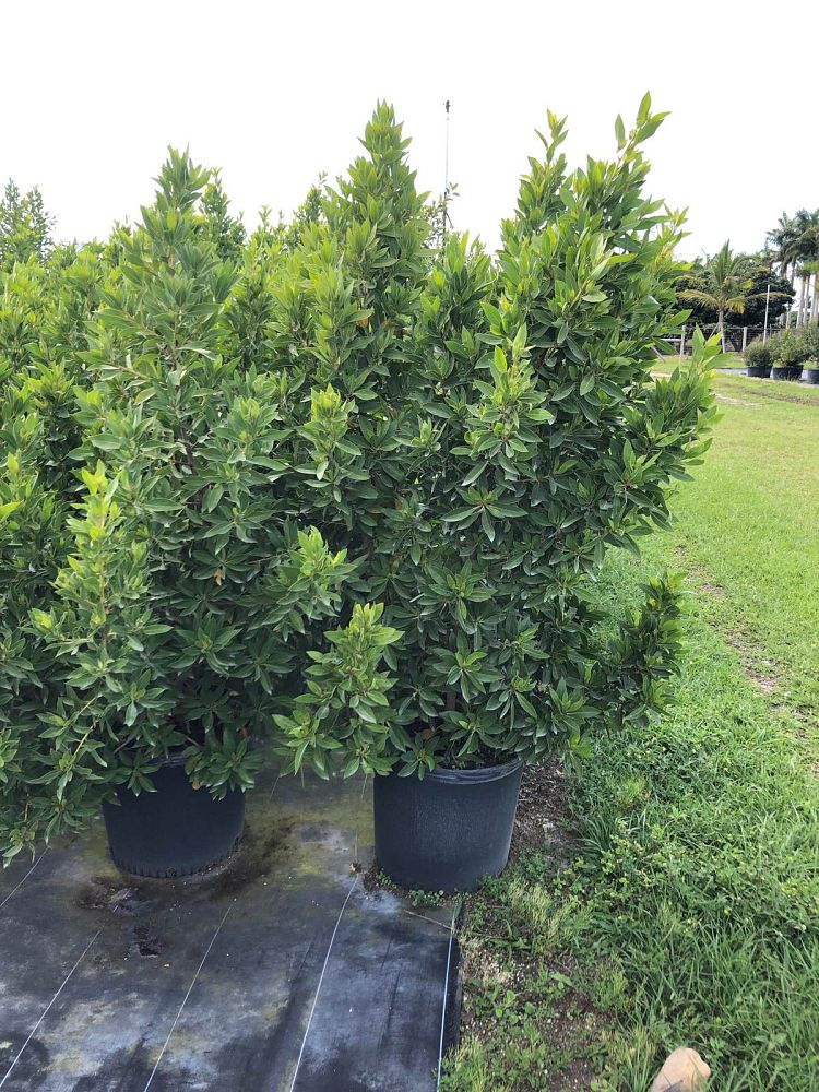 conocarpus-erectus-green-buttonwood