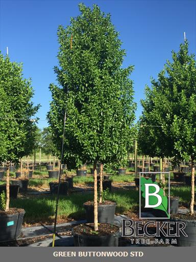 conocarpus-erectus-green-buttonwood