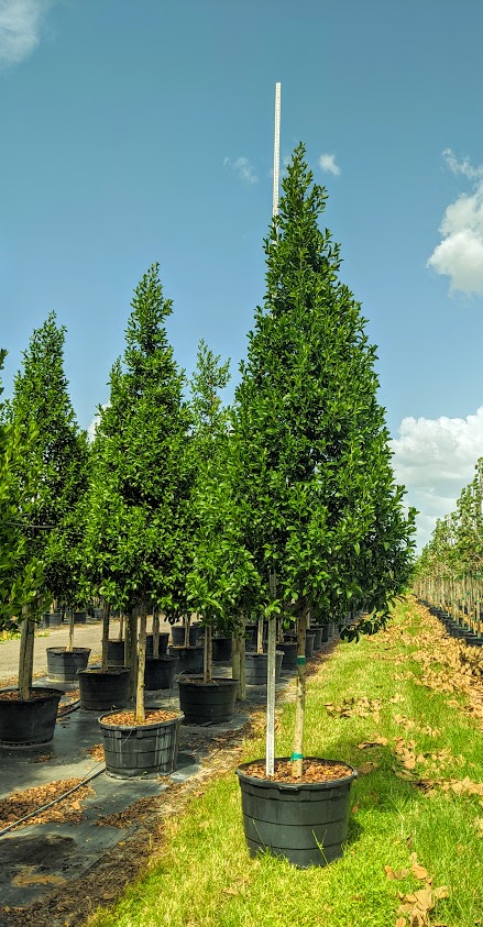 conocarpus-erectus-green-buttonwood