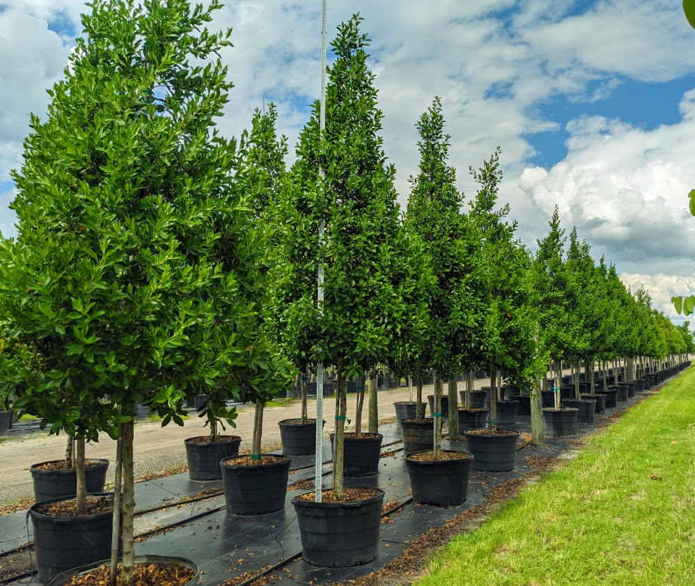 conocarpus-erectus-green-buttonwood