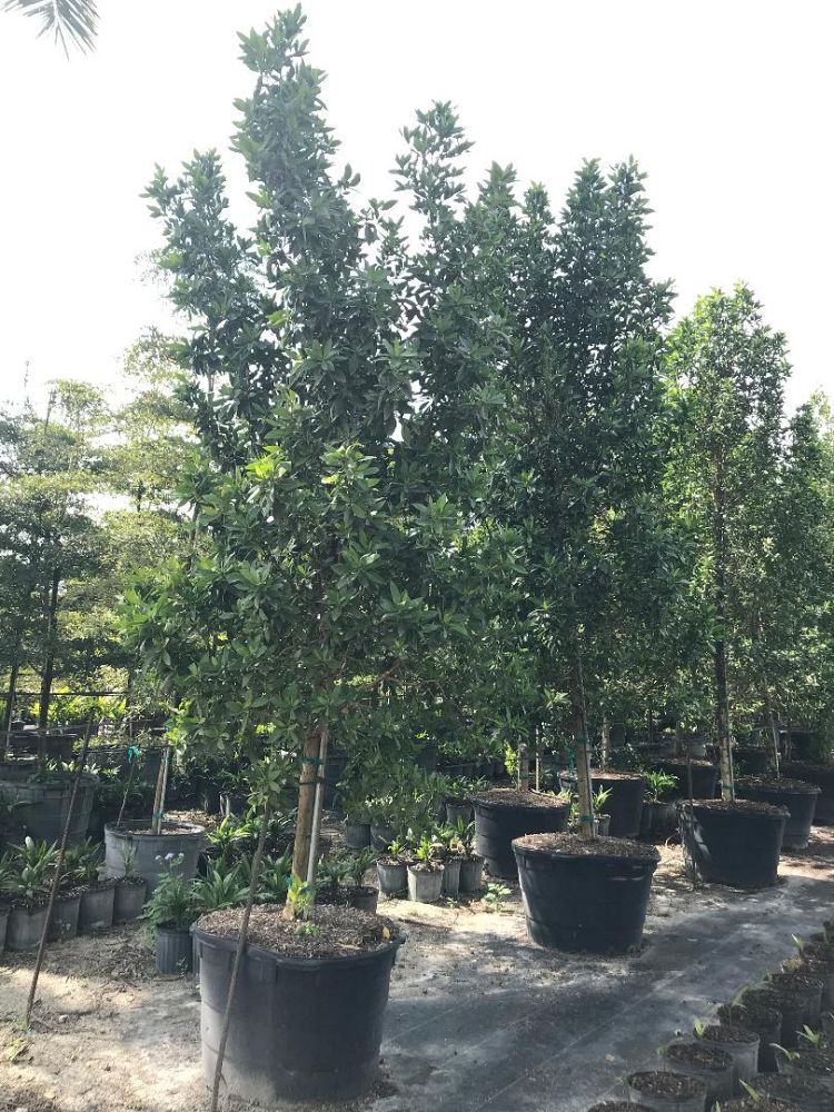 conocarpus-erectus-green-buttonwood