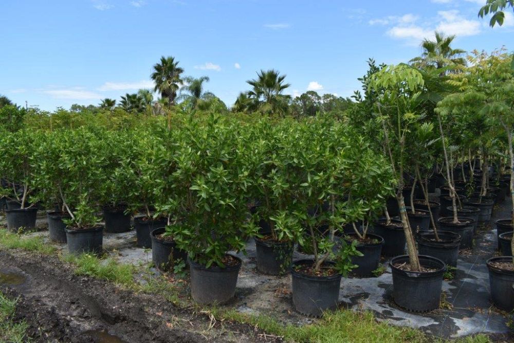 conocarpus-erectus-green-buttonwood
