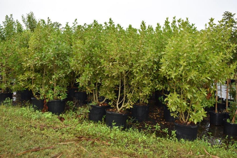 conocarpus-erectus-green-buttonwood