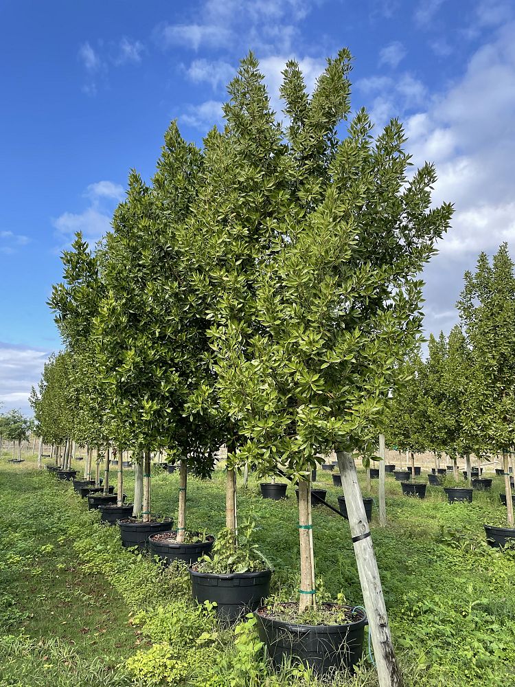 conocarpus-erectus-green-buttonwood