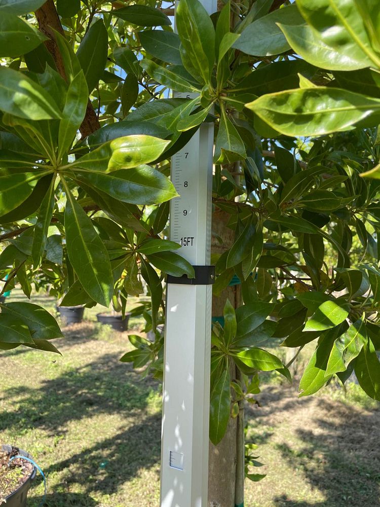 conocarpus-erectus-green-buttonwood