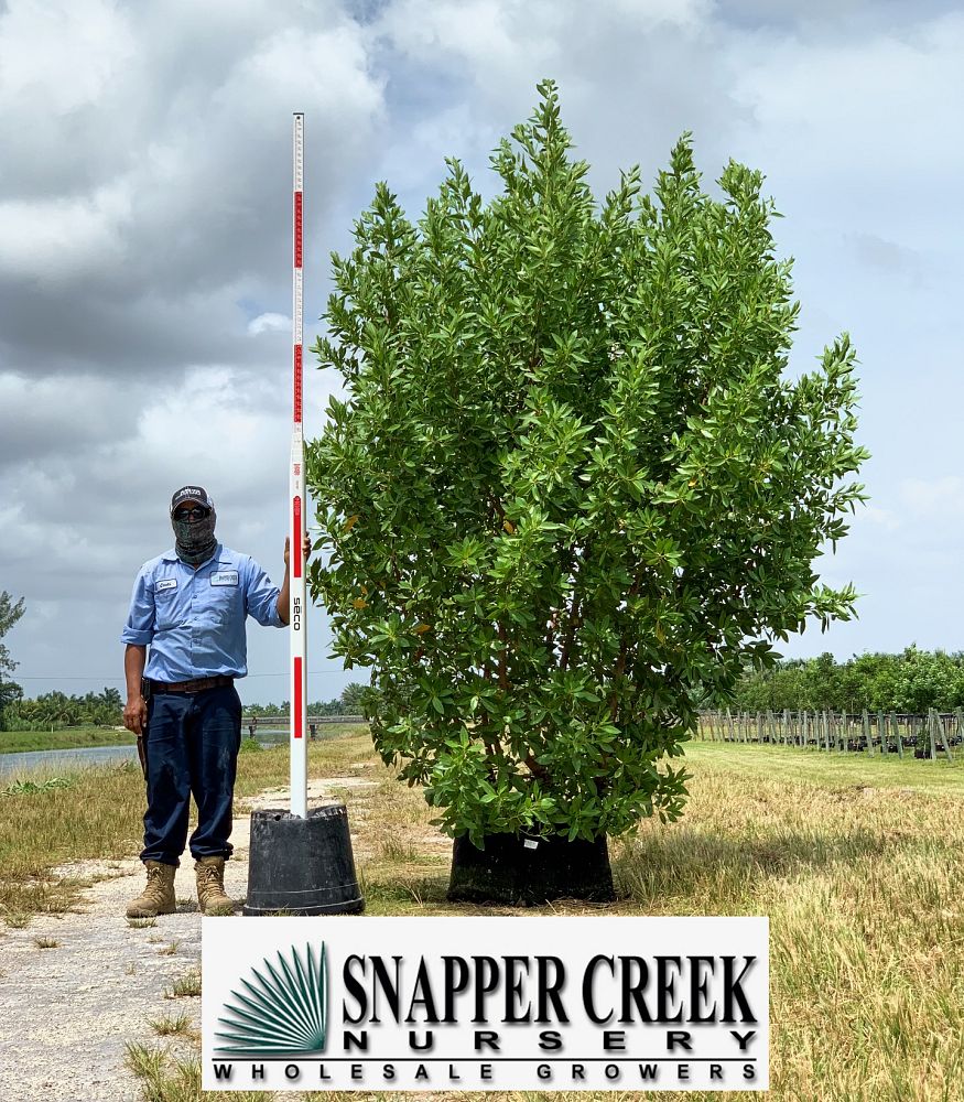 conocarpus-erectus-green-buttonwood