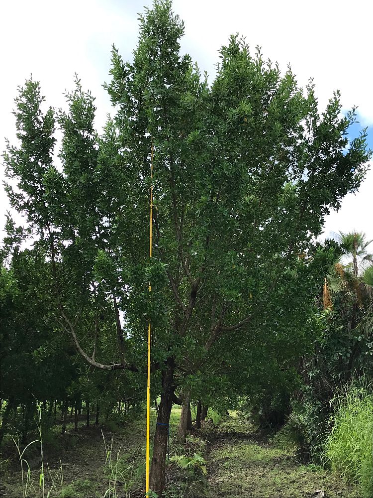 conocarpus-erectus-green-buttonwood