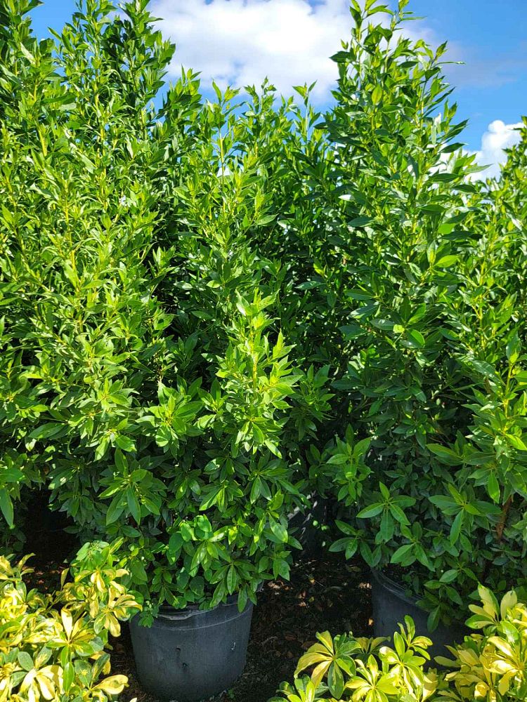 conocarpus-erectus-green-buttonwood