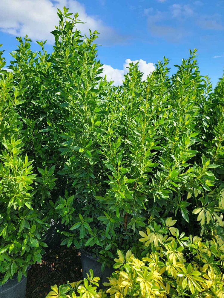 conocarpus-erectus-green-buttonwood