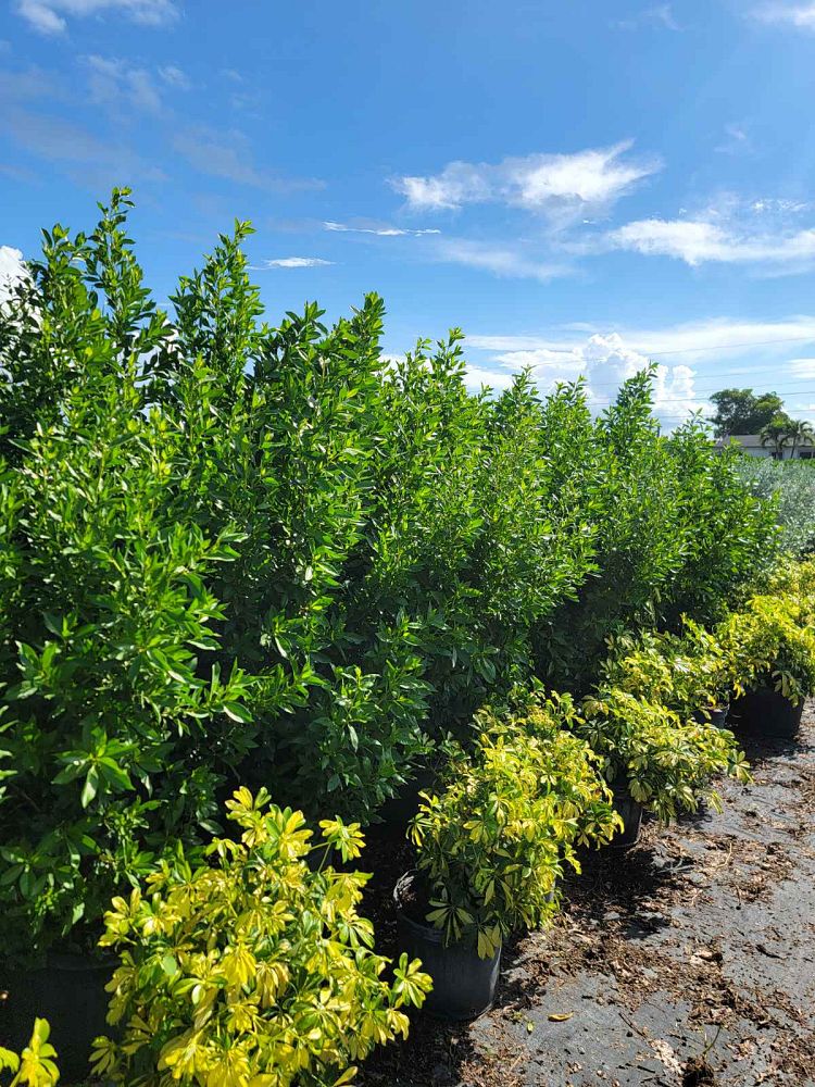 conocarpus-erectus-green-buttonwood